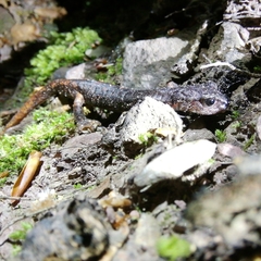 Speleomantes italicus