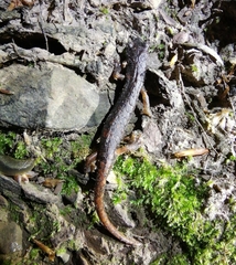 Speleomantes italicus