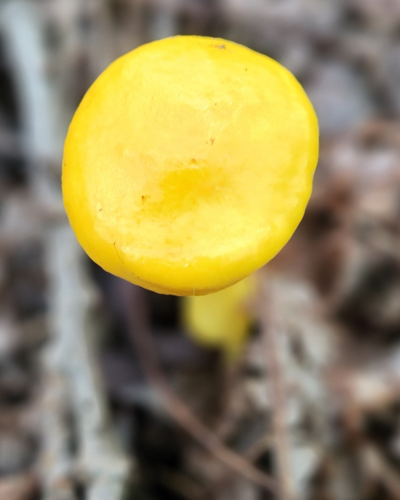 Pulveroboletus curtisii · August 2026 · photo: Photo: no rights reserved · iNaturalist