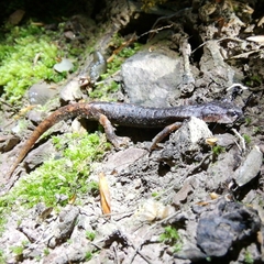 Speleomantes italicus