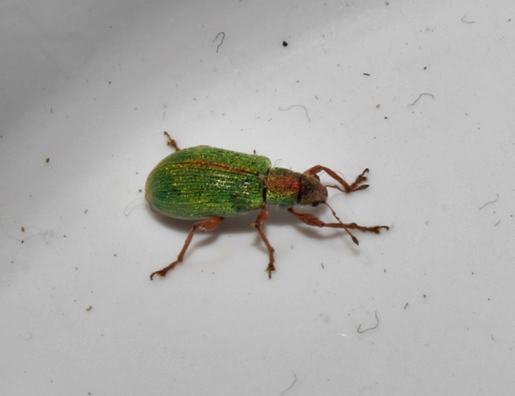 Polydrusus armipes