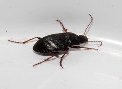 Calathus fuscipes graecus