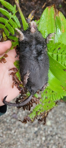 condylure à nez étoilé observed by charbonx