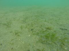 Halophila ovalis ovalis