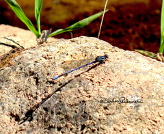 Argia carlcooki