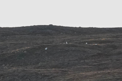 lièvre arctique observed by guillaumecalcagni