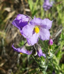 Solanum xanti obispoense