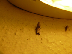 Nephopterix angustella