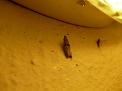 Nephopterix angustella