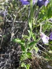 Solanum xanti obispoense