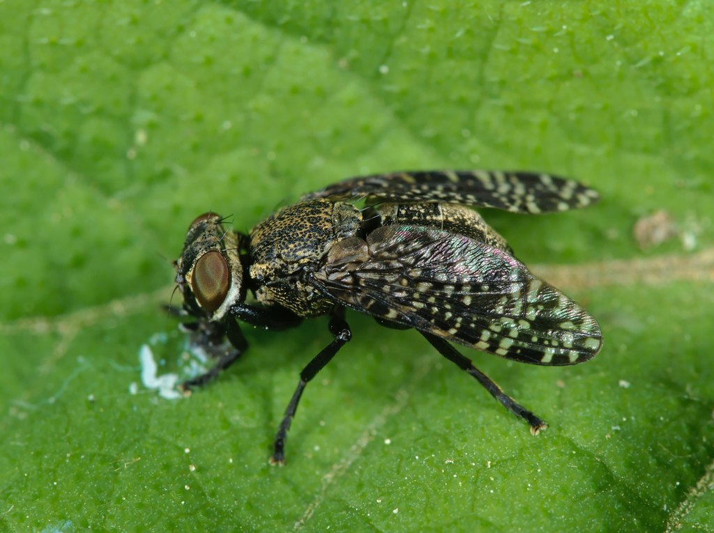 Dancing Kiss Fly