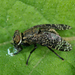 Dancing Kiss Fly - Photo (c) Gilles San Martin, some rights reserved (CC BY-SA), uploaded by Gilles San Martin