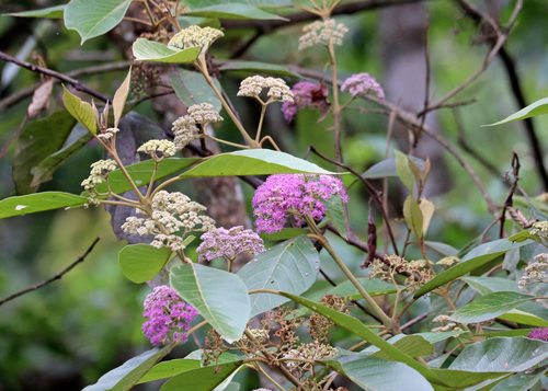 Callicarpa arborea observed 2026-05-12