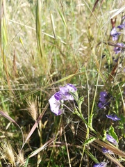 Solanum xanti obispoense