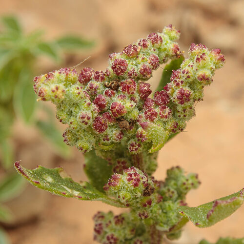 nettle-leaved goosefoot