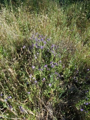 Solanum xanti obispoense