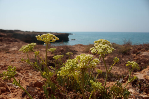rock samphire