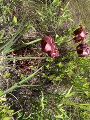 Sarracenia purpurea venosa