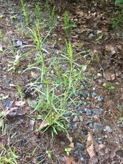 Asclepias verticillata