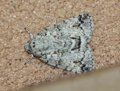 Blenina lichenopa