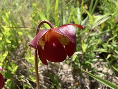 Sarracenia purpurea venosa