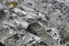 Poa glauca