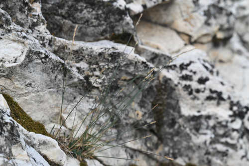 Poa glauca, photograph 1