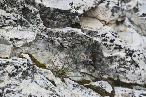 Poa glauca, photograph 2
