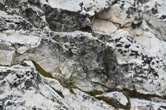 Poa glauca, photograph (c) Trevor Van Loon, some rights reserved (CC BY)