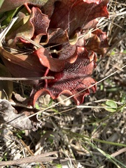 Sarracenia purpurea venosa