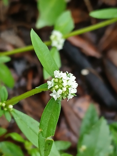Spermacoce verticillata, photograph 3