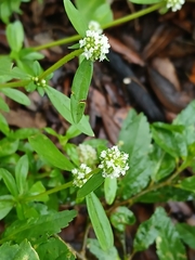 Spermacoce verticillata, photograph (c) xanderferret, some rights reserved (CC BY)