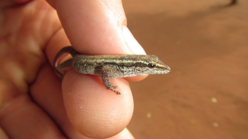 Common Dwarf Gecko