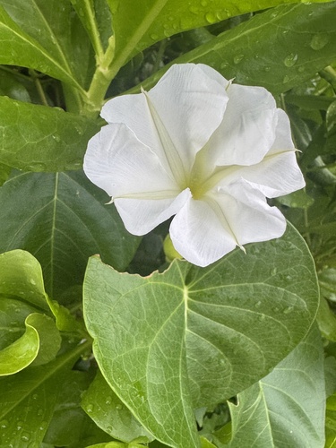 Ipomoea violacea, photograph 3