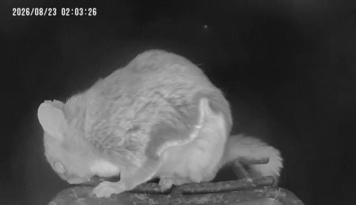 Northern Flying Squirrel observed by cephalogoddess