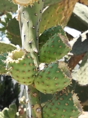 Opuntia leucotricha
