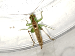 Conocephalus cinereus
