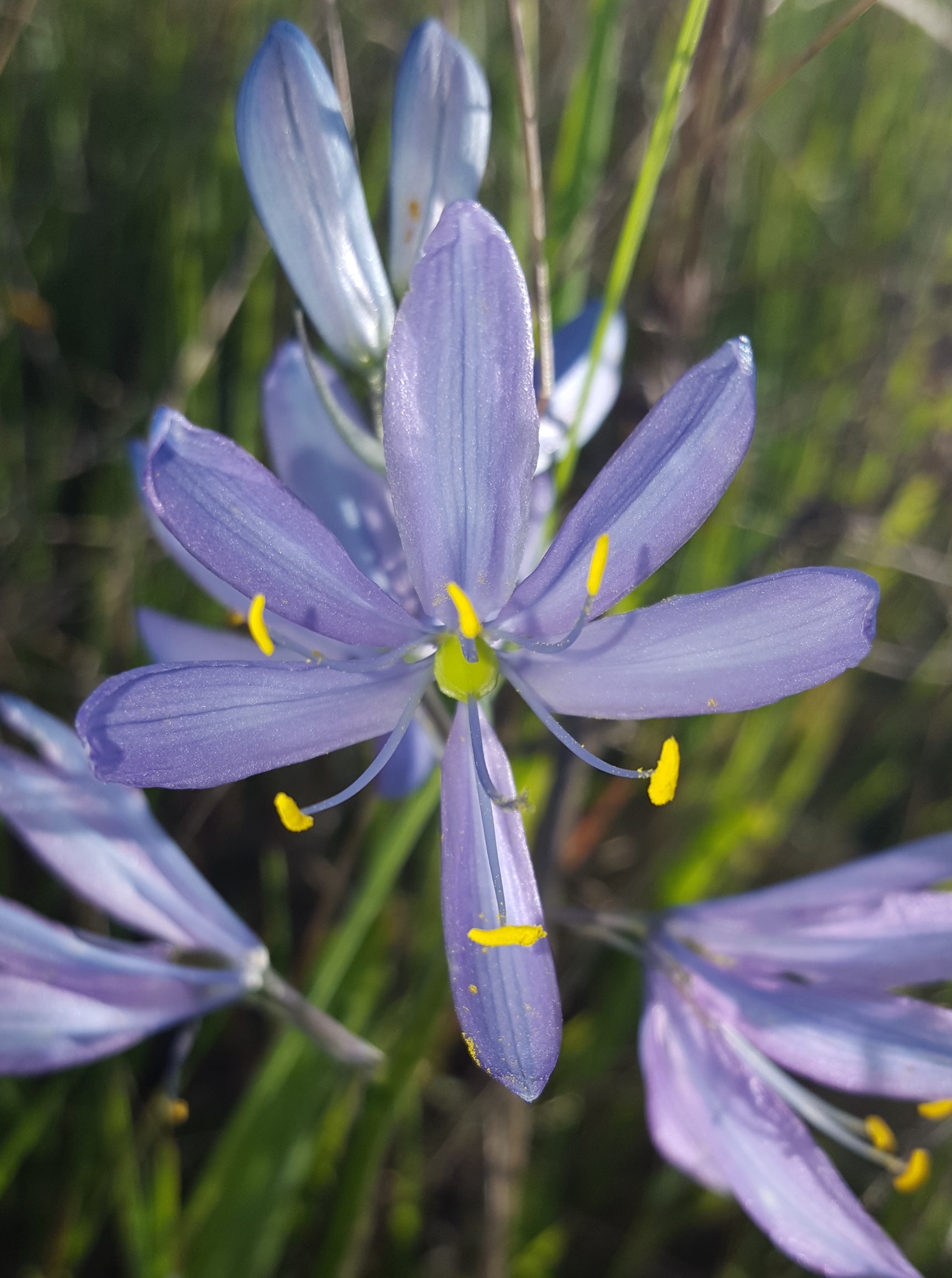 Camassia quamash ssp. maxima