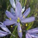 Camassia quamash maxima - Photo (c) Alex Abair, some rights reserved (CC BY-NC), uploaded by Alex Abair