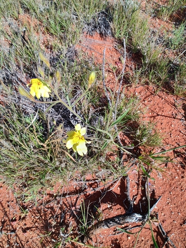 Goodenia berardiana observed 2026-08-22