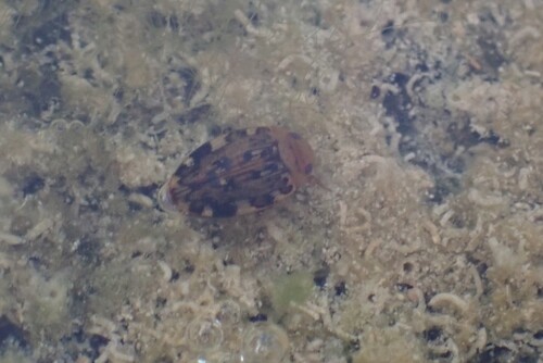 Dingy Diver photo 6