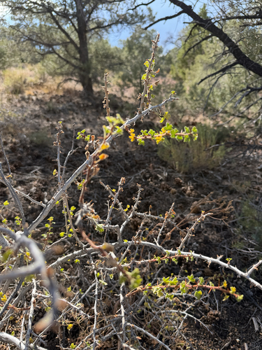 Ribes velutinum observed 2026-08-23