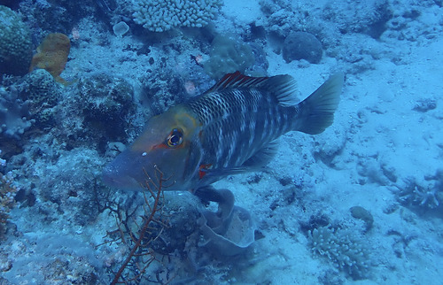 Lethrinus miniatus observed 2026-08-23