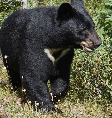 Black Bear sighting near Banff National Park