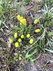 Polygala nana