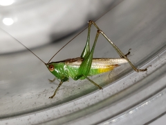 Conocephalus cinereus