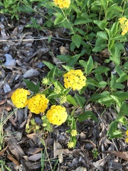 Lantana × hybrida