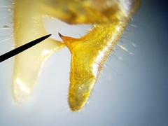 Conocephalus cinereus