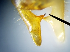 Conocephalus cinereus