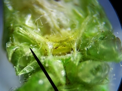 Conocephalus cinereus